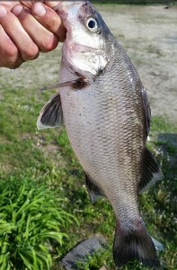 Sebago Lake recent catch: White Perch